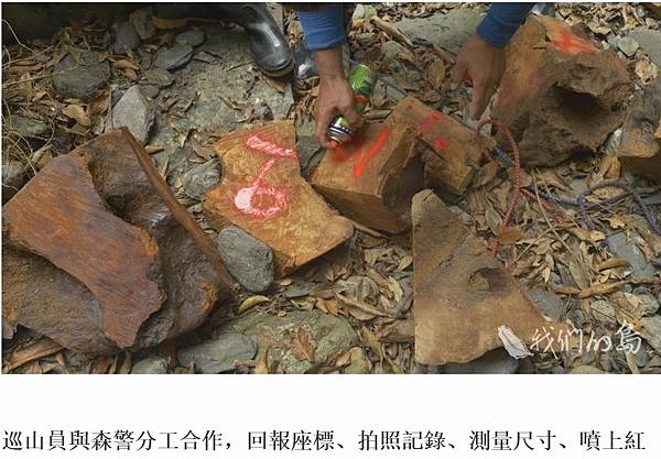 山老鼠/檜木分紅檜、扁柏兩種/「比炒房地產還凶」。市價一才( 山老鼠/檜木分紅檜、扁柏兩種/「比炒房地產還凶」。市價一才(