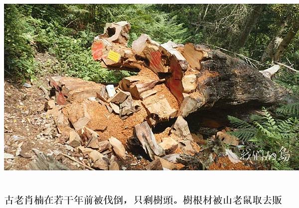 山老鼠/檜木分紅檜、扁柏兩種/「比炒房地產還凶」。市價一才(