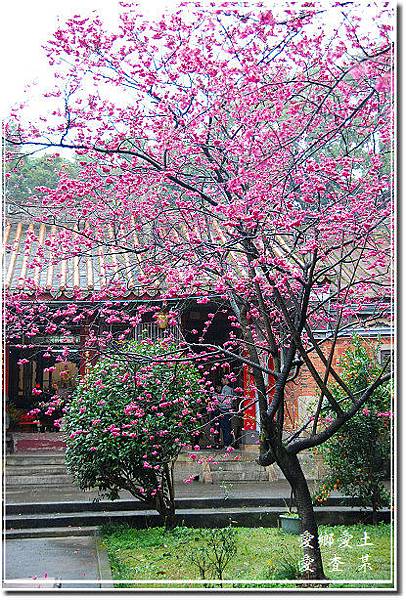 楊梅麟鳳宮-回善寺建於西元1900年-坐落於二重溪庄內-馬天
