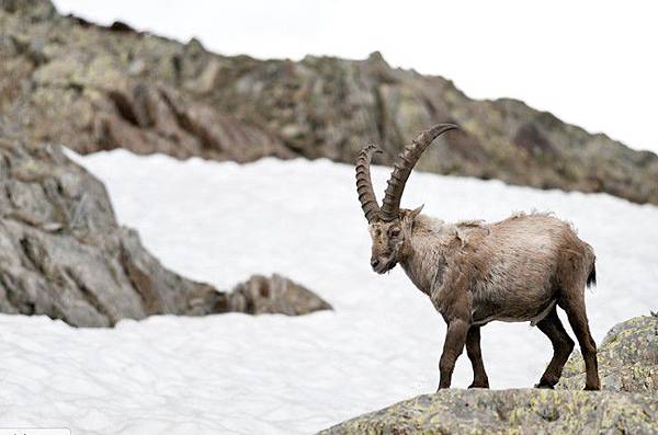 好生之德/可以在陡峭的山壁上行走甚至奔跑而毫不畏懼/天生攀岩