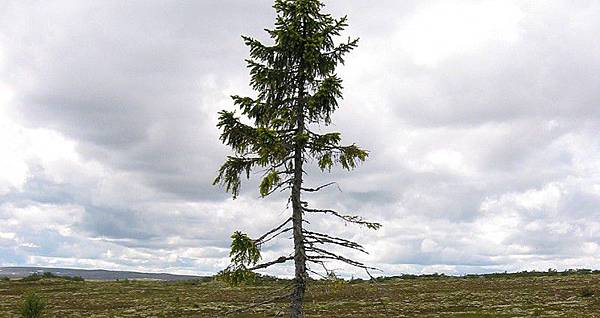 樹是地球上最長壽的生物/樹中『壽星』最長壽的樹：歐洲雲杉樹齡