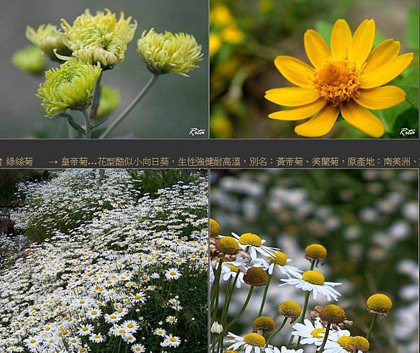 重陽賞菊 菊花與刀 唐刀陌刀 美國著名社會學家潘乃德所著的 菊花與劍 在對日本文化深感好奇的西方人中影響力最為深厚 她著力闡述日本傳統文化之二元性 她也領悟到了這種矛盾性 三島由紀夫 為解決美國應該如何管理日本的問題 運用文化人類學的方法 對日本民族