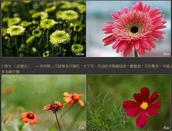 重陽賞菊 菊花與刀 唐刀陌刀 美國著名社會學家潘乃德所著的 菊花與劍 在對日本文化深感好奇的西方人中影響力最為深厚 她著力闡述日本傳統文化之二元性 她也領悟到了這種矛盾性 三島由紀夫 為解決美國應該如何管理日本的問題 運用文化人類學的方法 對日本民族