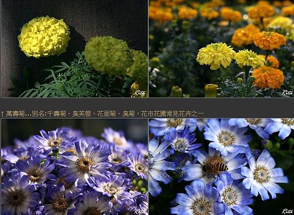 重陽賞菊 菊花與刀 唐刀陌刀 美國著名社會學家潘乃德所著的 菊花與劍 在對日本文化深感好奇的西方人中影響力最為深厚 她著力闡述日本傳統文化之二元性 她也領悟到了這種矛盾性 三島由紀夫 為解決美國應該如何管理日本的問題 運用文化人類學的方法 對日本民族