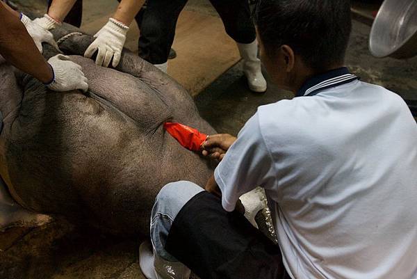 賽神豬文化/「賽神豬」背後涉及的他者痛苦與動物虐待問題，並以