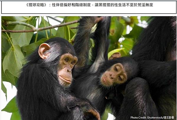 黑猩猩記憶力過人,擊敗英國記憶力冠軍,在影片中的黑猩猩能夠過 黑猩猩記憶力過人,擊敗英國記憶力冠軍,在影片中的黑猩猩能夠過