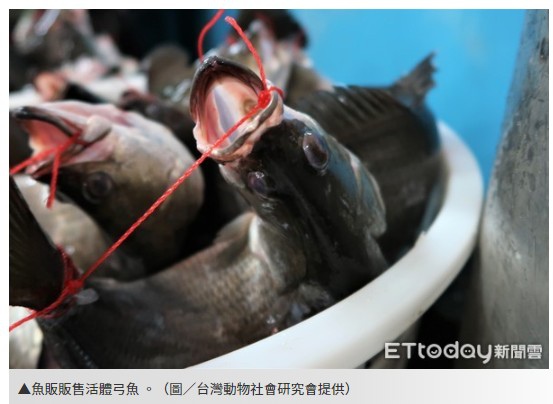 弓魚 吃魚 弓魚為一種在福建省建甌市傳承了兩百餘年的傳統綁魚技術 新鮮的塘魚經過這一處理 既可以除去塘泥味 還可以使鮮魚存活更長時間 08年 建甌的 弓魚 技藝被列入福建省第三批非物質文化遺產目錄 姜朝鳳宗族