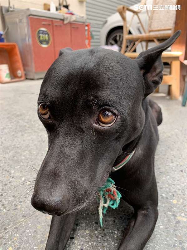 忠心台灣土狗獲國際認證正名 台灣犬 台灣土狗通過70多個會員國代表投票 正式成為代表台灣的全球新興犬種之一 也正名為 台灣犬 Taiwan Dog 台灣第一犬 全台最早寵物犬被稱 天下第一狗 台灣土狗的完整骨骸 最早家養犬 忠心台灣土狗獲國際認證正名 台灣犬 台灣土狗通過70多個會員國代表投票 正式成為代表台灣的全球新興犬種之一 也正名為 台灣犬 Taiwan Dog 台灣第一犬 全台最早寵物犬被稱 天下第一狗 台灣土狗的完整骨骸 最早家養犬