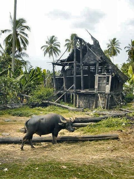 450px-Indonesia-Bull