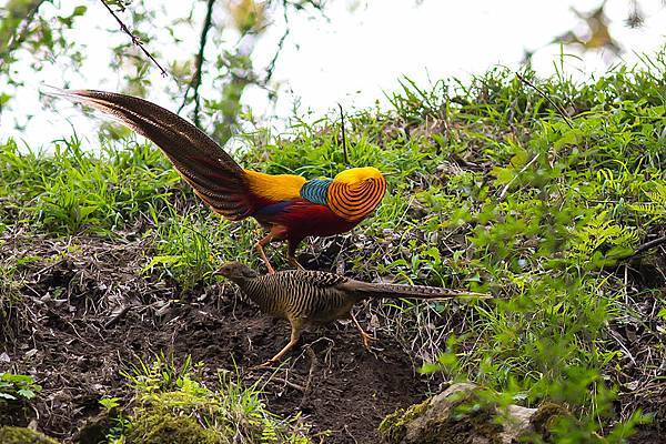 Golden_Pheasant,_courtship_display,_Tangjiahe_Nature_Reserve,_Sichuan,_China