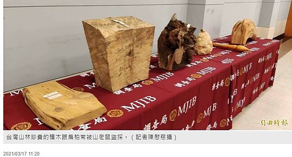 山老鼠/檜木分紅檜、扁柏兩種/「比炒房地產還凶」。市價一才( 山老鼠/檜木分紅檜、扁柏兩種/「比炒房地產還凶」。市價一才(