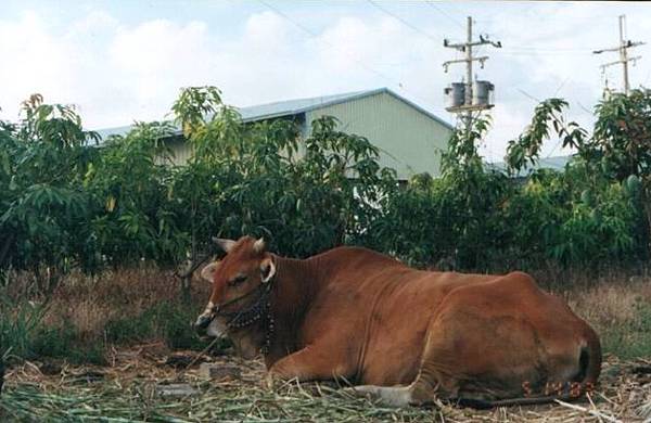 2_二層行溪旁的農家畜養的黃牛
