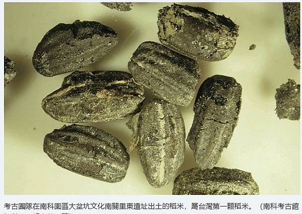 繼南科「台灣第一狗」挖出石虎或「台灣第一貓」/台灣規模最大的