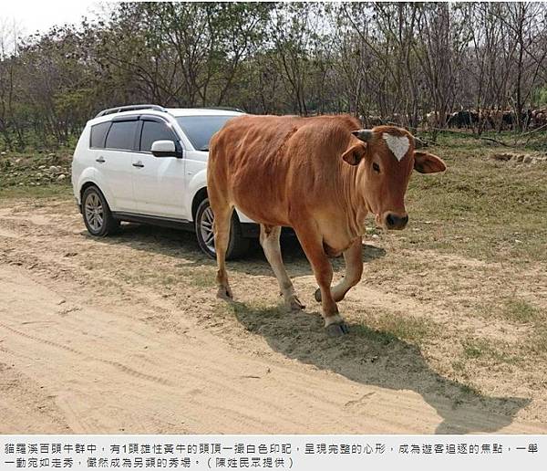 擎天崗水牛，見證農耕時代的牧場文化2021年留在擎天崗僅剩少