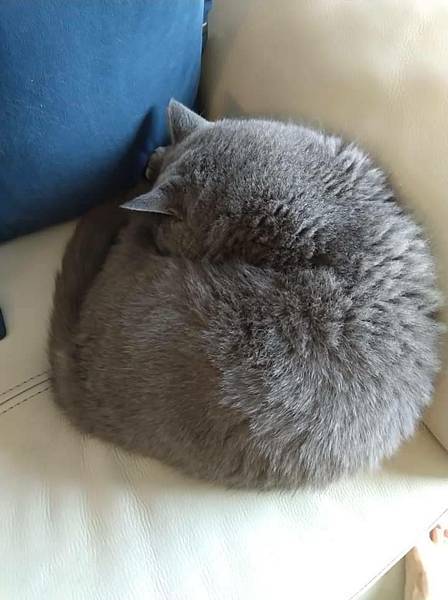 1950-1955,1968年新竹東門街,東門城/1958年 1950-1955,1968年新竹東門街,東門城/1958年