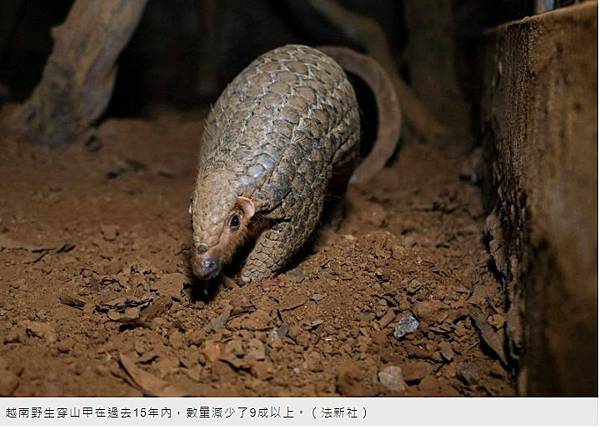 「鯪鯉（穿山甲）」二級保育類「穿木屐躦鯪鯉」/圓滾滾的吉祥物