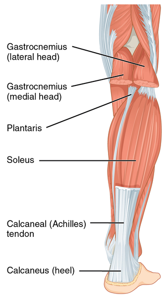 339px-1123_Muscles_of_the_Leg_that_Move_the_Foot_and_Toes_b 339px-1123_Muscles_of_the_Leg_that_Move_the_Foot_and_Toes_b