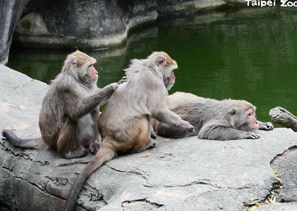台灣獼猴仍被列入野生動物保育法三級保育類動物，若濫殺、濫捕可