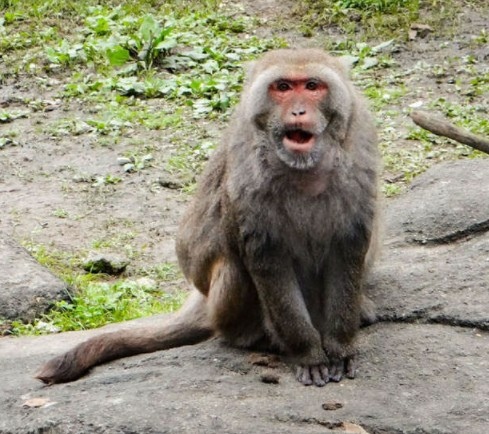 台灣獼猴仍被列入野生動物保育法三級保育類動物，若濫殺、濫捕可