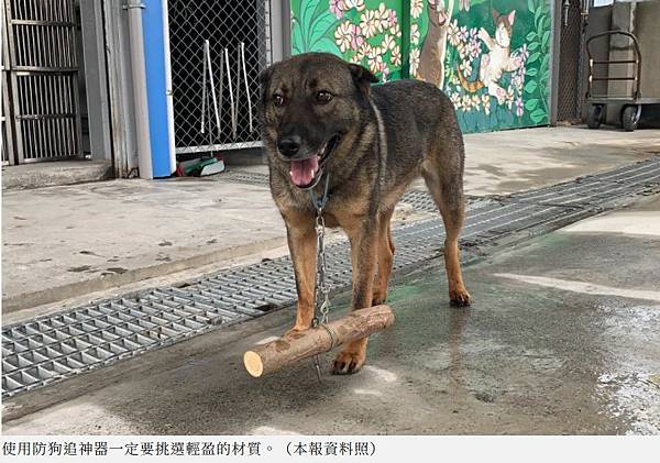 被狗追/實驗了4種防狗方法：1.噴水、2.丟甩炮、3.丟狗飼