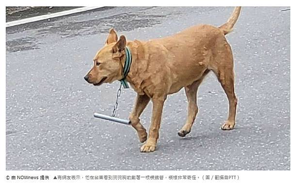 被狗追/實驗了4種防狗方法：1.噴水、2.丟甩炮、3.丟狗飼