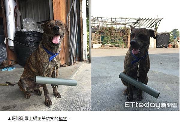 被狗追/實驗了4種防狗方法：1.噴水、2.丟甩炮、3.丟狗飼