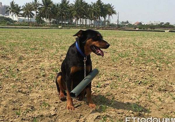被狗追/實驗了4種防狗方法：1.噴水、2.丟甩炮、3.丟狗飼
