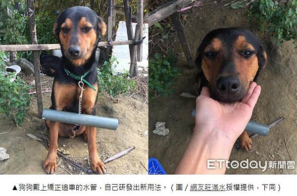 被狗追/實驗了4種防狗方法：1.噴水、2.丟甩炮、3.丟狗飼