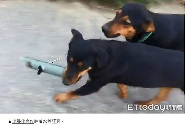 被狗追/實驗了4種防狗方法：1.噴水、2.丟甩炮、3.丟狗飼