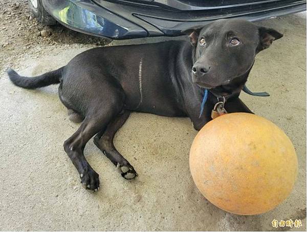 被狗追/實驗了4種防狗方法：1.噴水、2.丟甩炮、3.丟狗飼