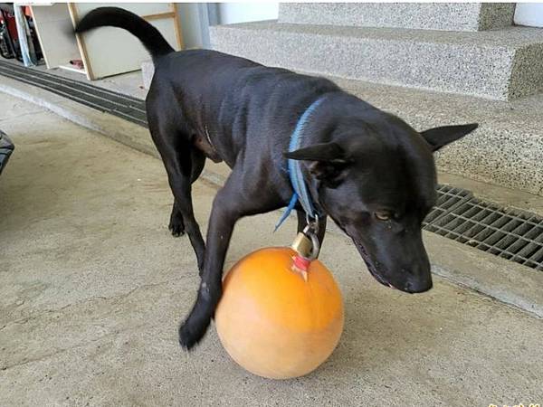 被狗追/實驗了4種防狗方法：1.噴水、2.丟甩炮、3.丟狗飼