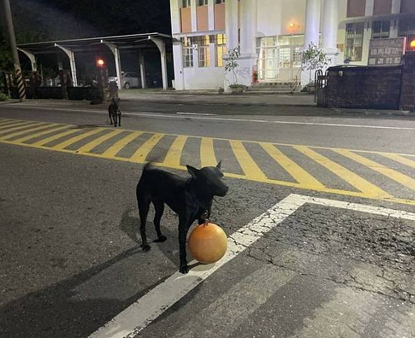 被狗追/實驗了4種防狗方法：1.噴水、2.丟甩炮、3.丟狗飼