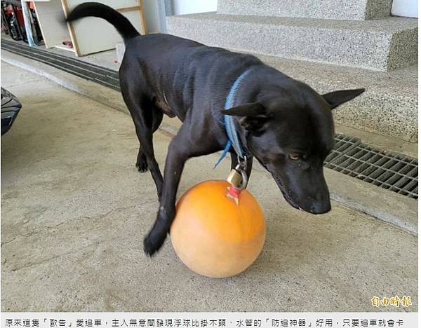 被狗追/實驗了4種防狗方法：1.噴水、2.丟甩炮、3.丟狗飼