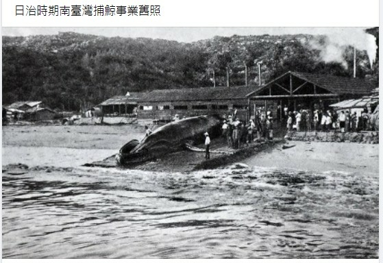 台灣的捕鯨歷史1920-1942-當時的台灣總督府或許是具永