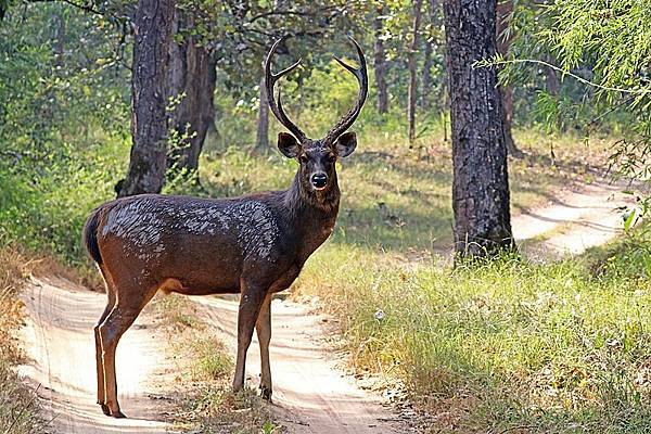 Sambar_(Cervus_unicolor_unicolor)_male