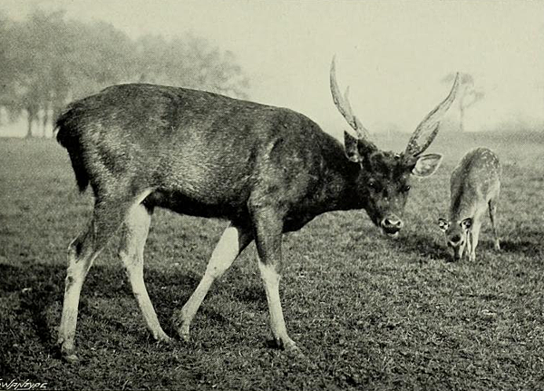 The_deer_of_all_lands_(1898)_Formosan_sambar_in_Woburn_Abbey