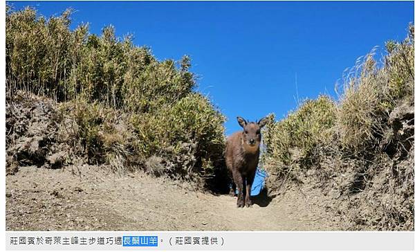 台灣野山羊（長鬃山羊）-台灣3千公尺以上的高山就有268座，