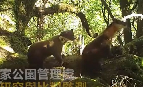 台灣野山羊-台灣唯一的野生牛科動物-在分類學上，頭上有角的動