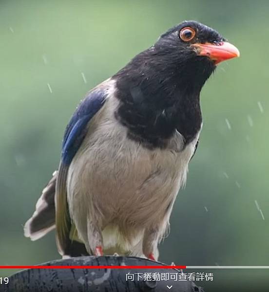 台灣藍鵲已經開始變種、變醜，看來中國藍鵲外來種的大量入侵台灣