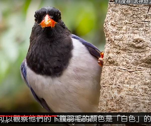 台灣藍鵲已經開始變種、變醜，看來中國藍鵲外來種的大量入侵台灣