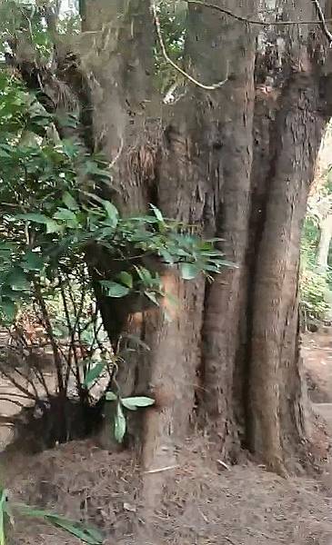 湖口大園山陣地,發現百年老樹群-木麻黃,拯救老樹-請縣政府固 湖口大園山陣地,發現百年老樹群-木麻黃,拯救老樹-請縣政府固