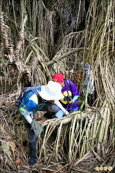 湖口大園山陣地,發現百年老樹群-木麻黃,拯救老樹-請縣政府固 湖口大園山陣地,發現百年老樹群-木麻黃,拯救老樹-請縣政府固