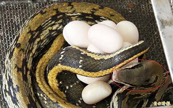 黑眉錦蛇是三級保育類動物「最美麗家蛇」稱號四大家蛇之一,眼睛