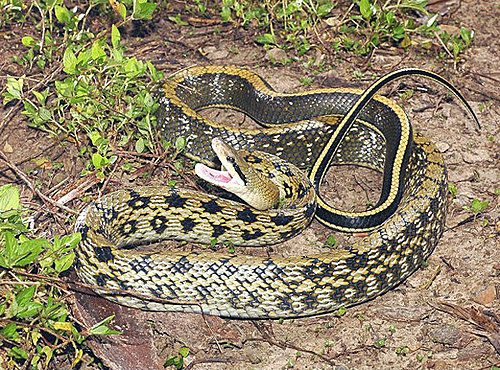 黑眉錦蛇是三級保育類動物「最美麗家蛇」稱號四大家蛇之一,眼睛