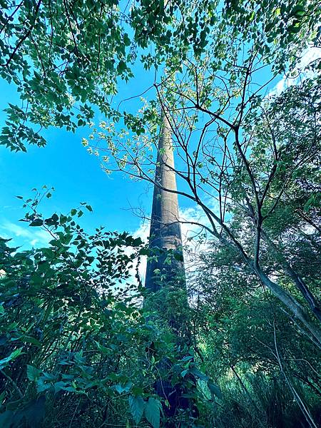 湖口大園山陣地，發現百年老樹群-木麻黃，拯救老樹-請縣政府固