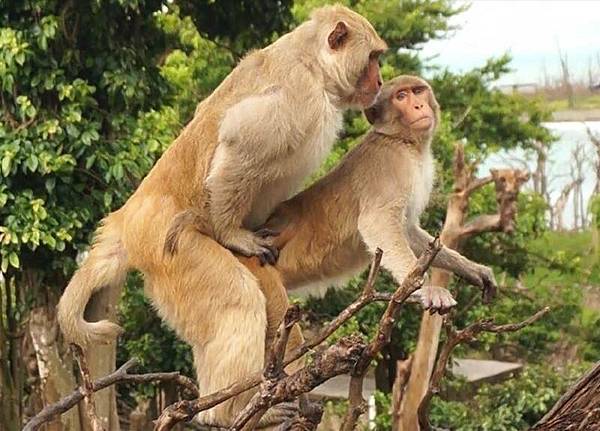 台灣獼猴仍被列入野生動物保育法三級保育類動物，若濫殺、濫捕可