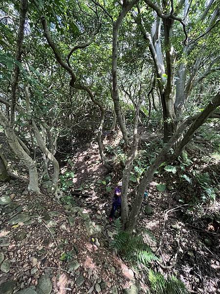 竹北東平里土牛溝/竹北蕃仔寮土牛溝/250年老榕樹土地公福昌