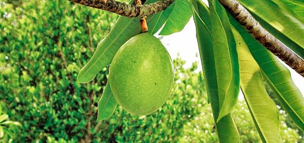 海芒果-長得如芒果般的樹木，可別再誤會那是芒果樹了-不僅血緣