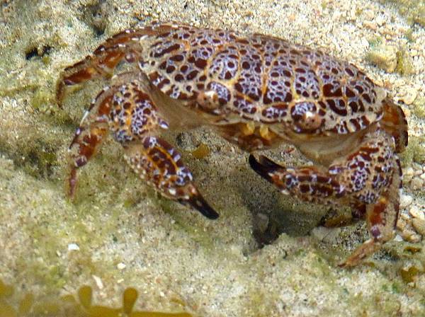 毒王之王-世界最毒螃蟹繡花脊熟若蟹 現身澎湖-體內毒素可以毒
