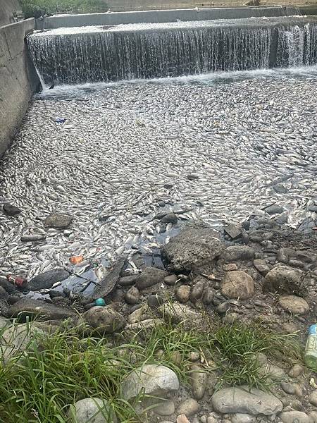 竹縣茄苳溪發源自湖口台地的新竹工業區-不肖業者大雨或假日的深